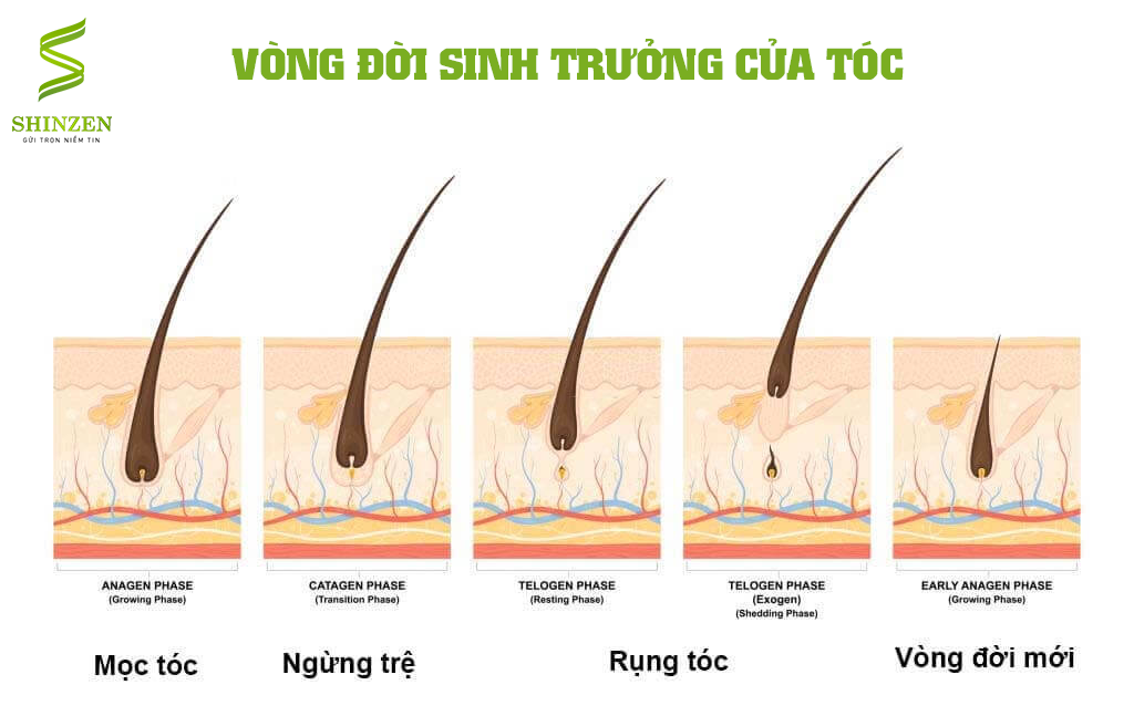 TÌM HIỂU VỀ VÒNG ĐỜI SINH TRƯỞNG CỦA TÓC