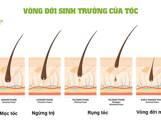TÌM HIỂU VỀ VÒNG ĐỜI SINH TRƯỞNG CỦA TÓC